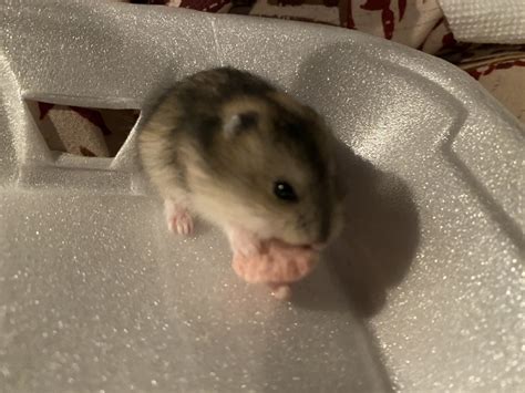 Winter White Russian Dwarf Hamster For Sale In Anderson 1