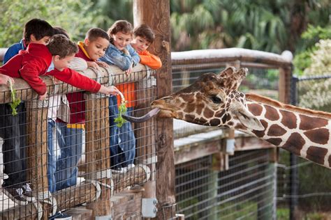 Zoo Forced To Put All Its Mammals On Birth Control