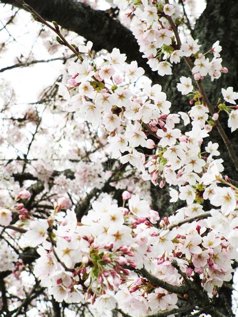 Bright Attractive Blooming Pink White Akebono Cherry Blossom Flowers