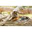 Tiger Cat Predator Animal Wallpapers HD / Desktop And Mobile Backgrounds
