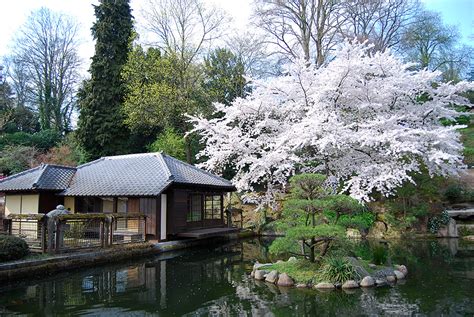 We did not find results for: Das Kirschblütenfest im Japanischen Garten Kaiserslautern ...