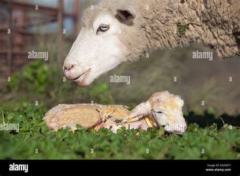 Baby Lamb And Her Maternal Sheep Mother Just After The Birth