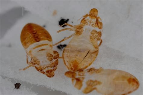 How Can You Tell The Severity Of A Bed Bug Infestation Colonial Pest