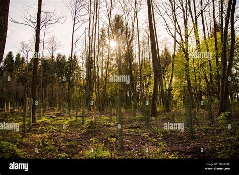 Newly Planted Trees In A Row In Forest Stock Photo Alamy