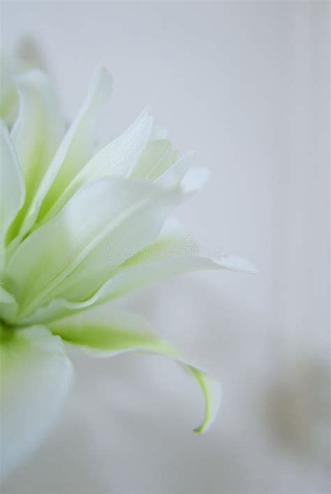 Shallow Focus Of Madonna Lily Flower Woth White Background Stock Photo