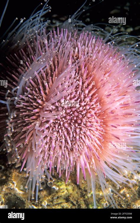Underwater Urchins Hi Res Stock Photography And Images Alamy