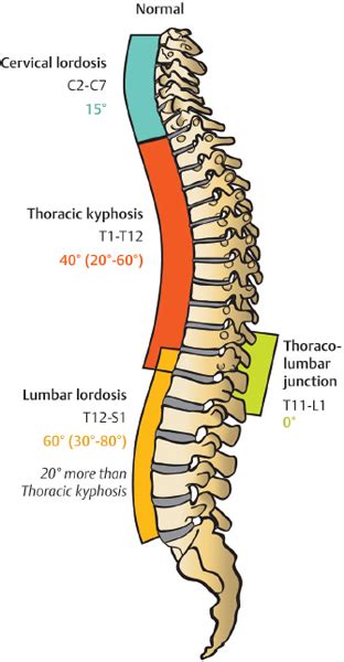 The Human Spinal Disc Relevant Anatomy And Physiology Neupsy Key