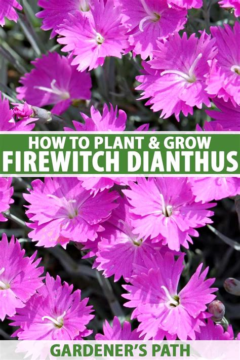 How To Grow And Care For Firewitch Dianthus Gardeners Path