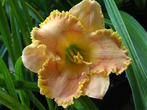 Photo Of The Bloom Of Daylily Hemerocallis Magic Mandolin Posted By