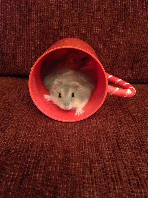 Cup O Hamster Funny Animals Cute Animals Hamster Toys Cute Hamsters