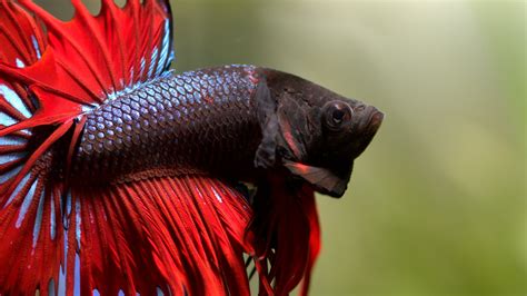 🔥 Free Download Betta Siamese Fighting Fish Colorful Tropical Wallpaper