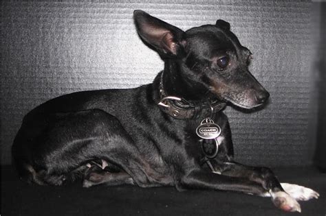 Black Rat Terrier Chihuahua Furosemide