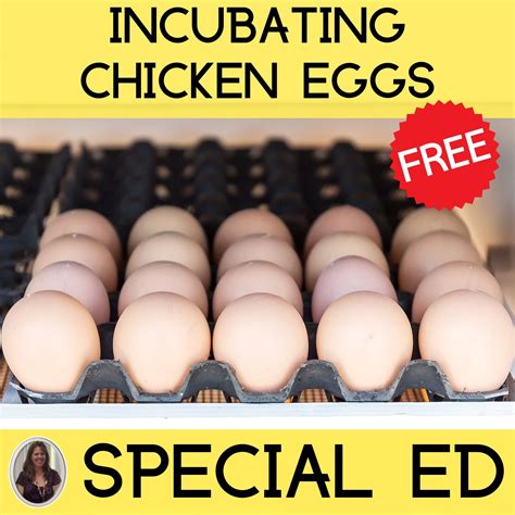 Incubating Chicken Eggs Unit For Special Education Free Book Special