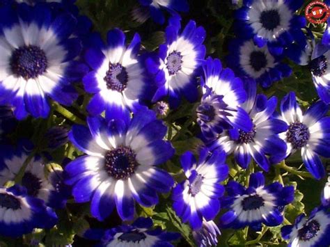 Blue Flowers Images And Names Wallpapers Gallery