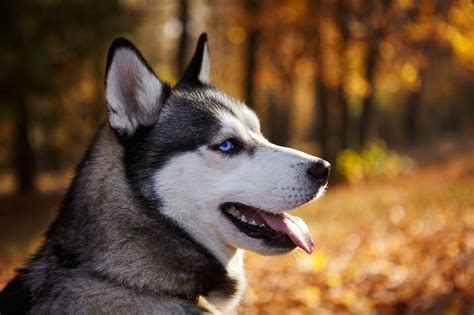 Немецкая овчарка против сибирский хаски. So You Think You Want a Husky? | Modern Dog magazine