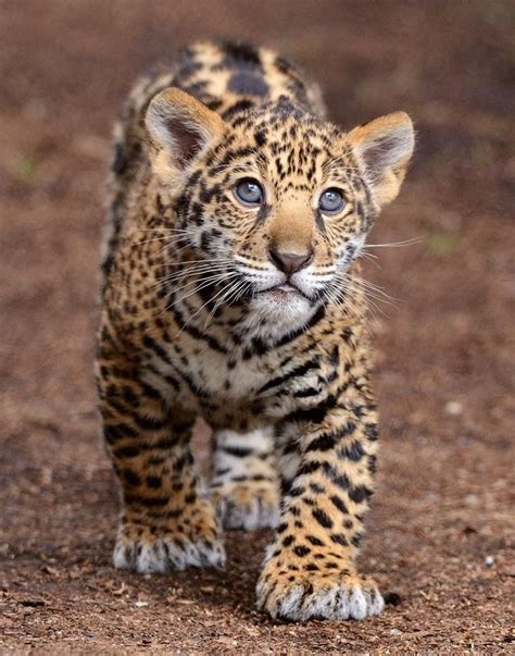 Cat Baby Cub Cat Baby Jaguar Big Cats About The House Looking After A