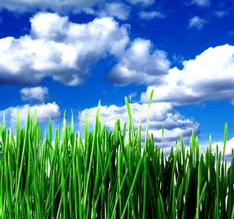 Green Grass And Clouds Stock Photo Image Of Nature Clouds 12156200