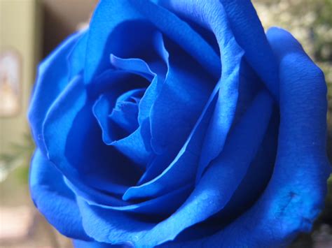 Free Download Blue Rose Flower Desktop Wallpaper 800x600 For Your