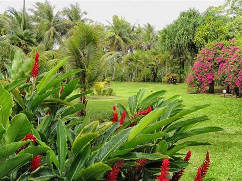 Free Photos Tropical Garden Amidst Lush Greenery Publicdomain