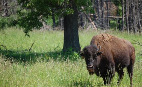 Welcome To Fun2shh World Latest Bison Animal Wallpapers Download For Free