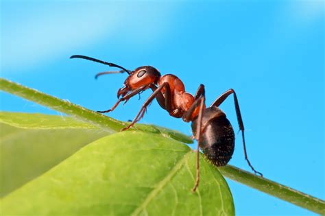 Ants Show Signs Of Cognitive Sophistication