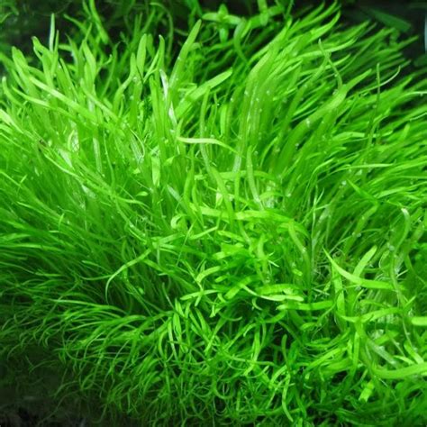 Jenis tanaman aquascape tanpa co2 1. Jual Tanaman Karpet Foreground Aquascape Oktober 2017 ...