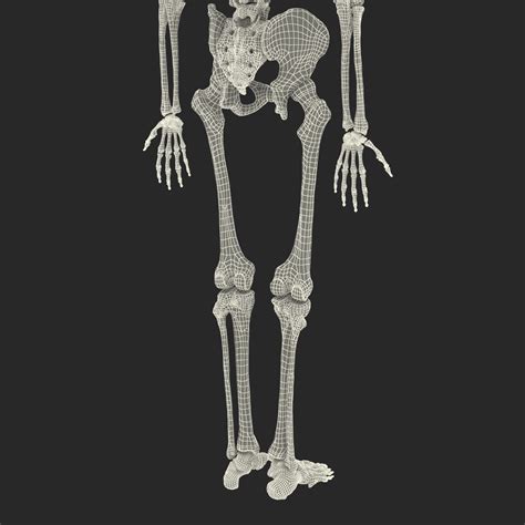 Human Male Skeleton 3d Model 149 3ds Fbx Obj Max Ma C4d Blend Unknown Free3d
