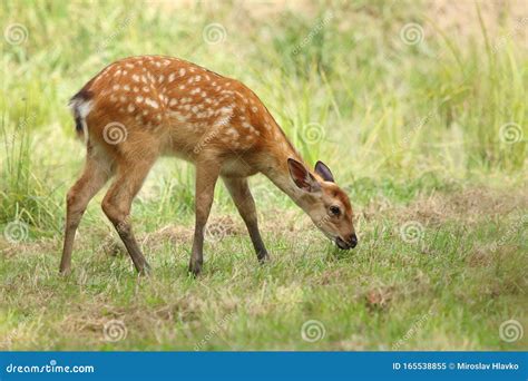 Baby The Sika Deer Cervus Nippon Stock Image Image Of Management