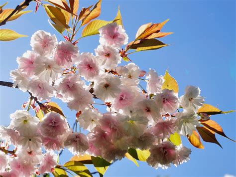 We did not find results for: Flower trees - top 5 spring-blooming shrubs and trees