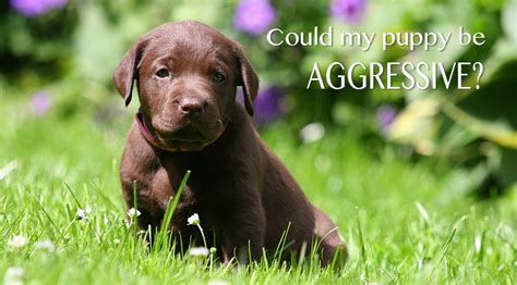 Biting in puppies is a normal, though undesirable, behavior. Aggressive Puppy - How To Recognize And Treat Puppy Aggression