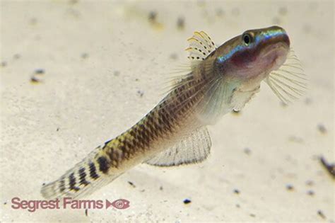 Elegant Stiphodon Goby Male Regular