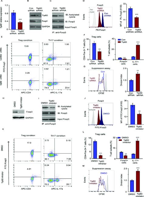 Foxp Expression And Treg Cell Differentiation Are Regulated By Tip