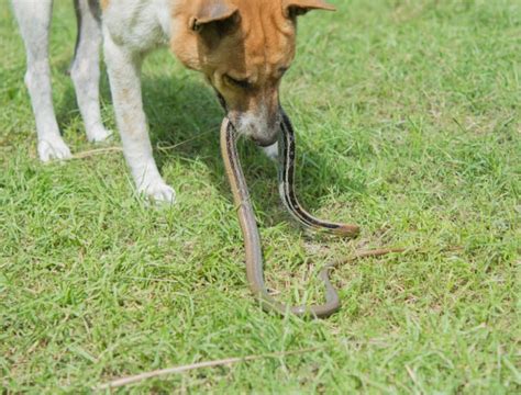 Dog Snake Bite First Aid For Your Dog Miss Molly Says