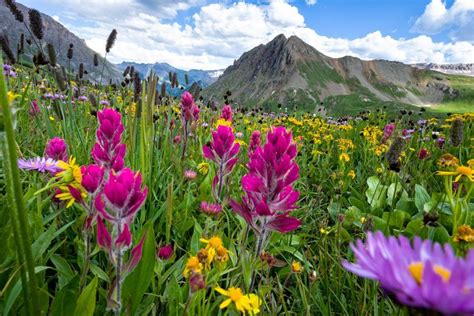 If Its Wildflowers And Pure Colorado Wilderness Youre After Look No