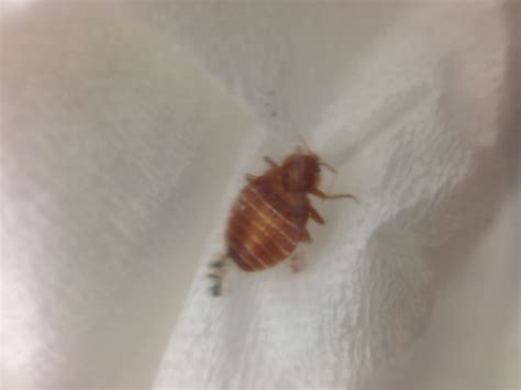 Male Or Female Bedbug Id Please A Looks Like Female Got Bed Bugs