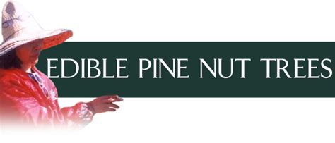 The Source For Edible Pine Nut Treesand Other Rareunusual Edible Nut