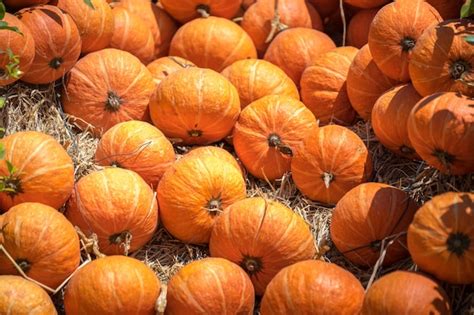 Premium Photo Pumpkins Ready For Harvesting On Farm Field