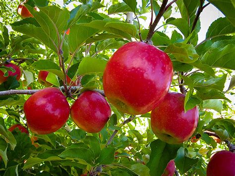 New trees of a variety are propagated through grafting. Pink Lady Apple Trees For Sale Online | The Tree Center™