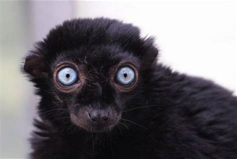 Little Animal With Big Eyes What Is It Big Eyed Animals Funny
