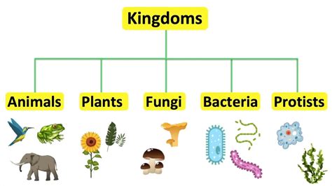 The Five Kingdom Classification By Robert Whittaker And It S Limitations ~ Biotechfront