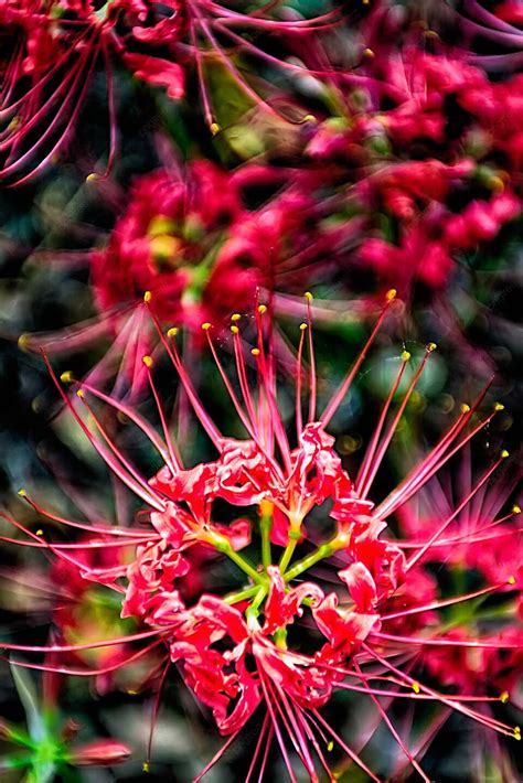 Red Spider Lily Lycoris Radiata Cluster Amaryllis Higanbana Flow My Xxx Hot Girl