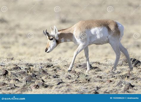 Pronghornmale Grazing On Prairie Stock Photo Image Of Depth