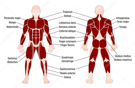 How much muscle can you gain training natural per year??? Mięśnie wykresu opis muskularne ciało człowieka — Grafika ...