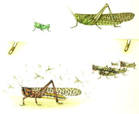 Desert Locust Schistocerca Gregaria Life Cycle Lizzie Harper