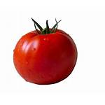 Tomatoes Freepngimg Tomato