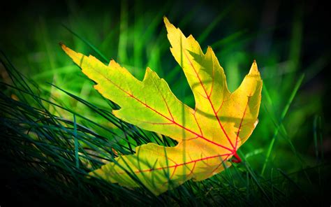 3d Leaf Wallpapers Top Free 3d Leaf Backgrounds Wallpaperaccess
