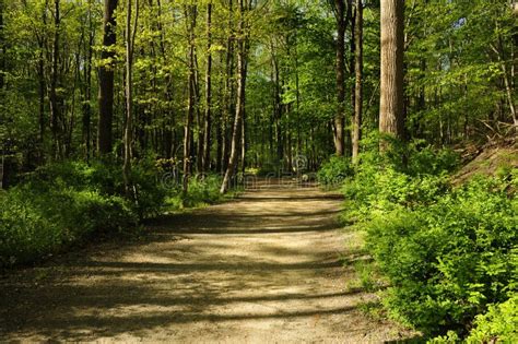 Wandern Des Pfades Durch Einen Wald Stockfoto Bild Von Leer Bewaldet