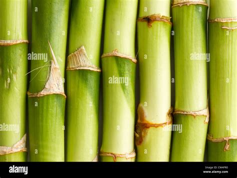 Green Bamboo Background Stock Photo Alamy