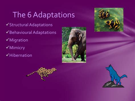 Animals Adapting 15 Unique Examples Of Animal Adaptations — Wellhouse