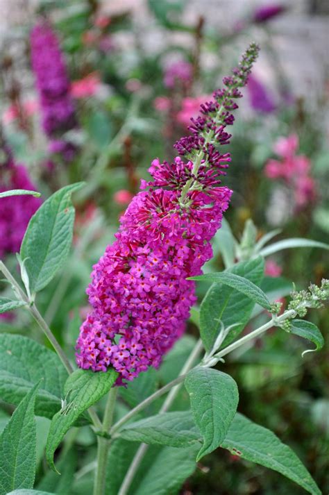 35+ of the best flowering shrubs & blooming bushes, all available from specialist nursery with 20 years experience, plants for all budgets & uk wide delivery. Late-Summer Flowering Shrubs: 10 Best Bloomers